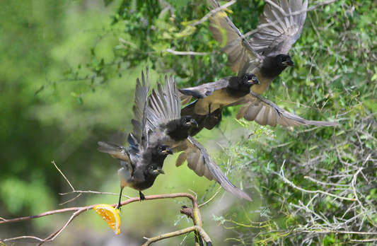 Brown Jay flying sequence