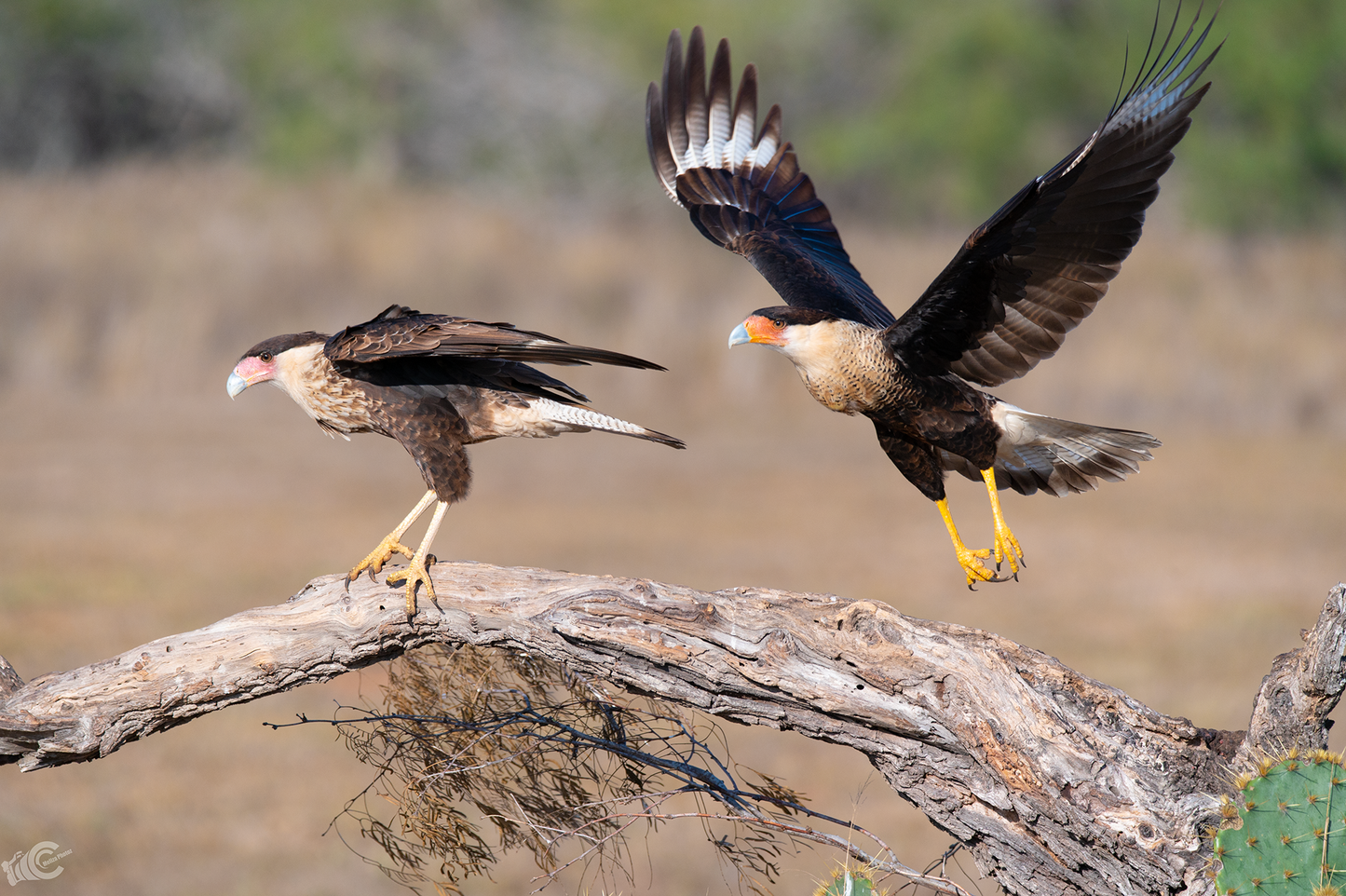 2 CaraCaras