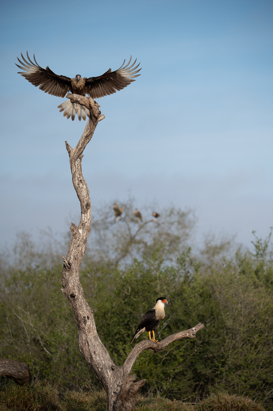 CaraCara Branch