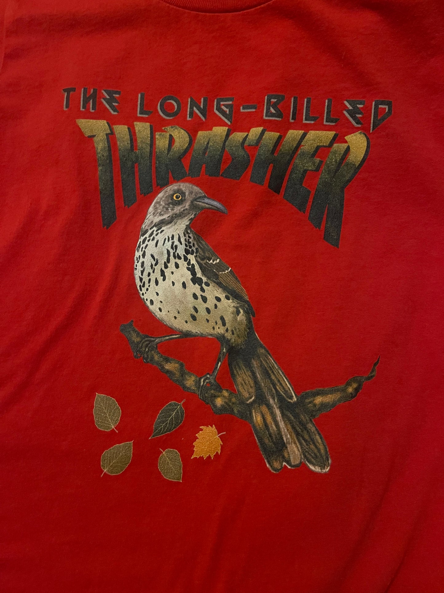 Thrasher Long Billed