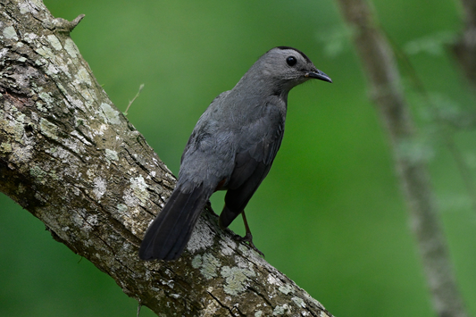 Gray CatBird