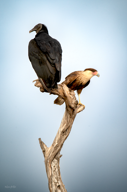 Black Vulture and CaraCara