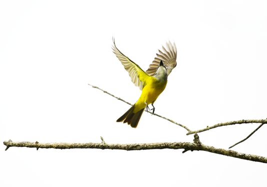 Couch's KingBird