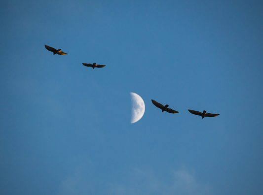 Turkey vultures moon