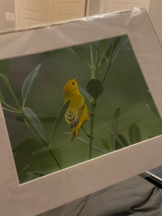 Yellow Warbler 8x10 print